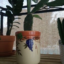 Ceramic pot 6" with Nopal cactus $8