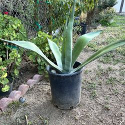 Blue Agave 