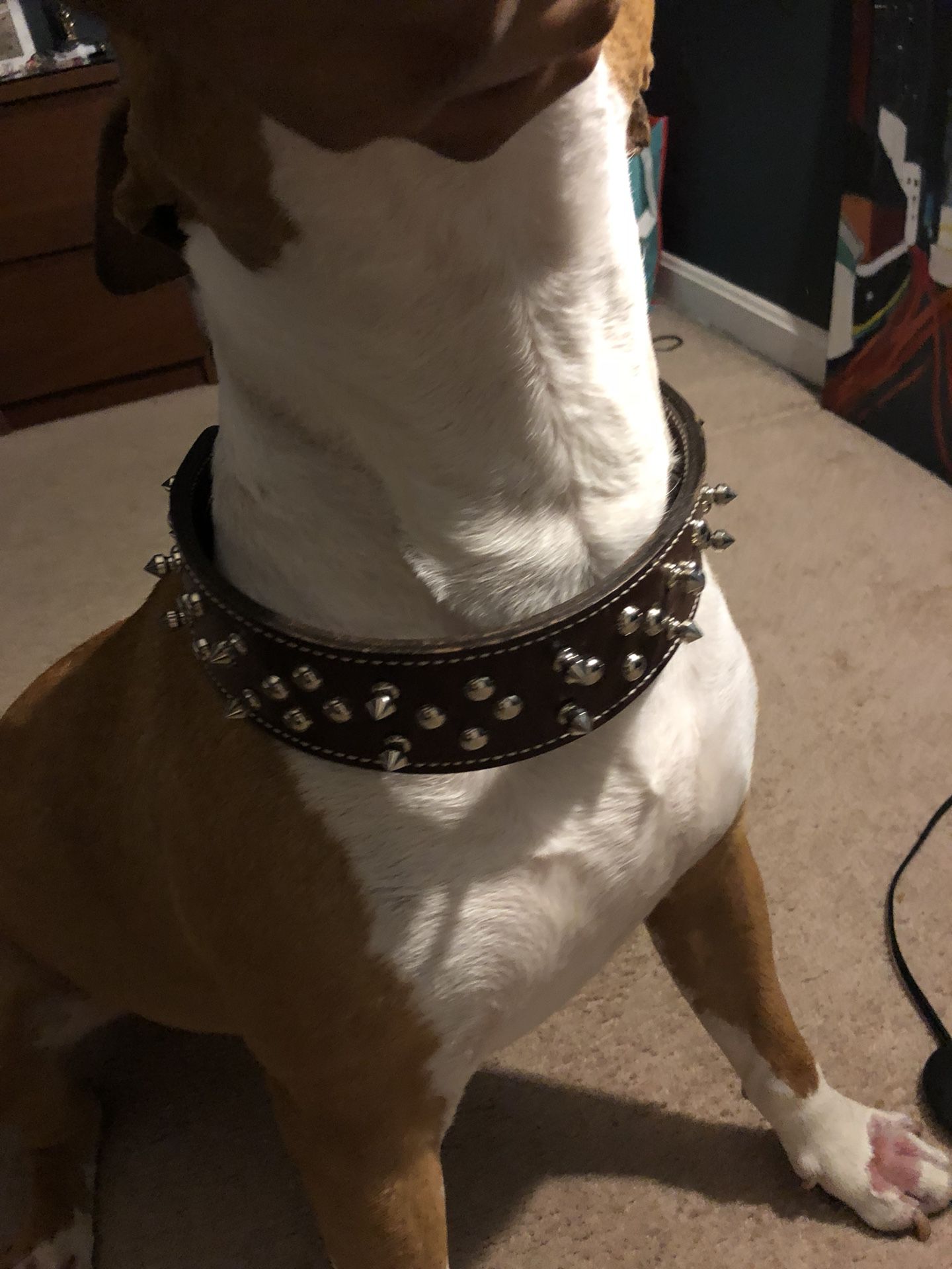 Large dog collar