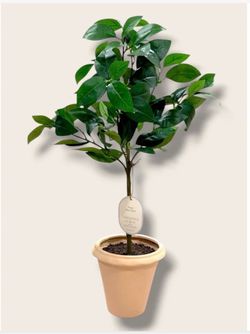 Threshold Faux Mini Tree in Terra Cotta Pot