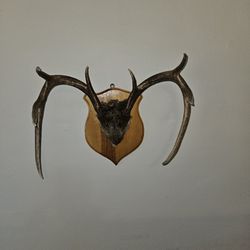 Wall mount  ANTLERS 