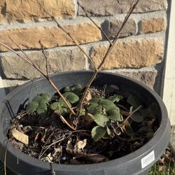 American Chestnut Plant