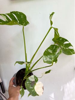 Plants (6”pot🌿Monstera Thai con )