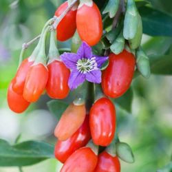 Wolfberry Berry Goji Berry Seedling Live Plant Tree (Lycium barbarum) - Lycium 1 Gallon 2ft Tall