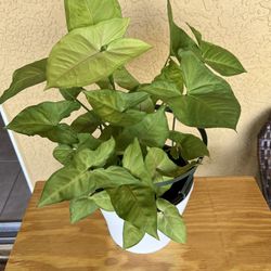 Big Arrowhead Plant in white plastic pot 🪴