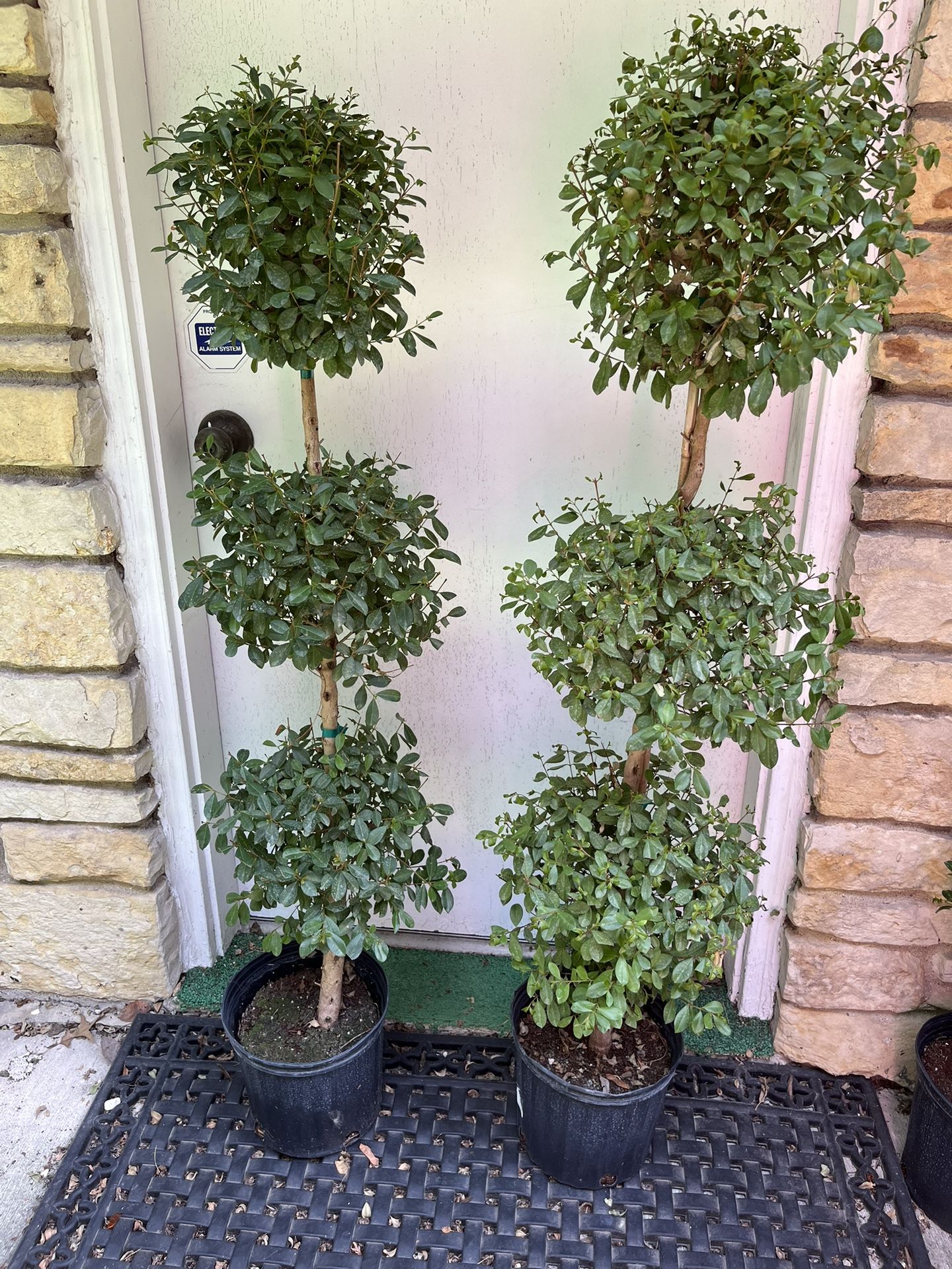 set of two real topiary trees 