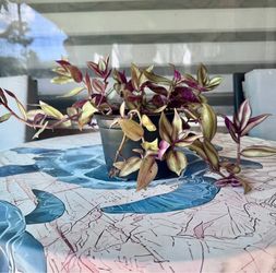 ORGANIC TRADESCANTIA ZEBRINA $5