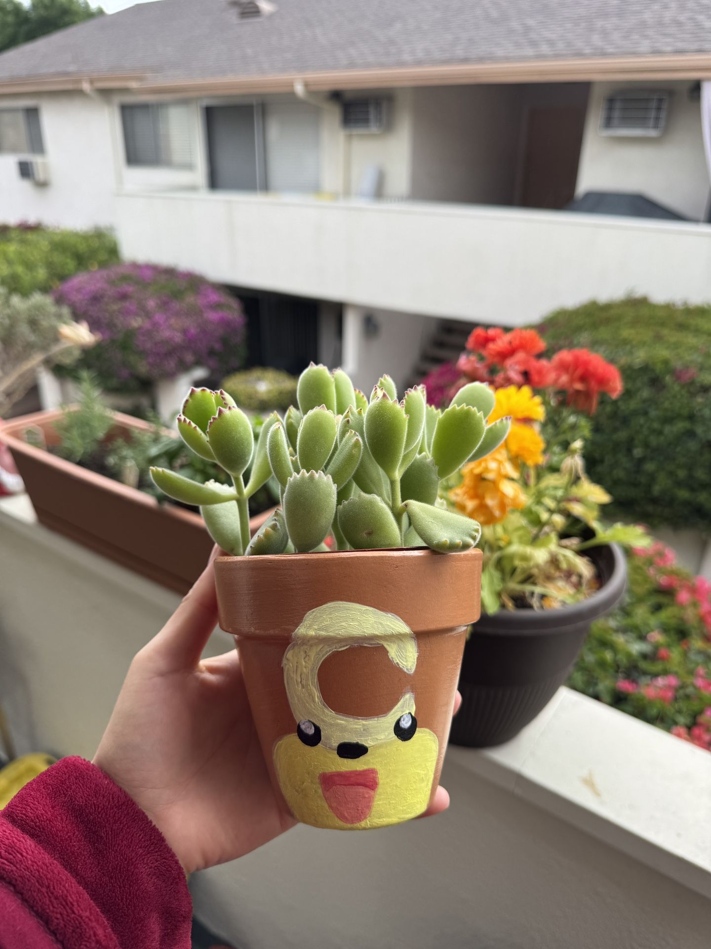 4 Inch Bear Paw Succulent In Hand-Painted Pot
