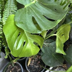 Planta