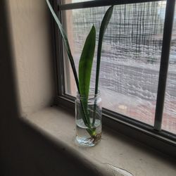 Sansevieria Zeylanica (Snake Plant)
