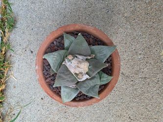 Ariocarpus retusus and cv. godzilla in pots.
