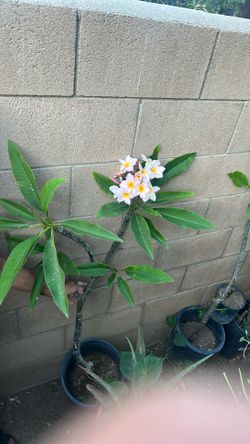 Flower Plomera Pink Yellow White Plomera Flower 