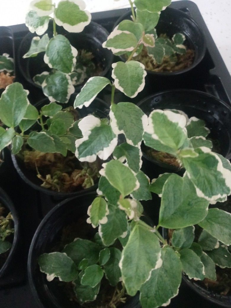 Plants And Stuff