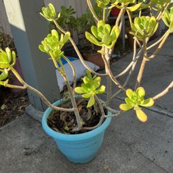 Huge Succulents Tree Plants