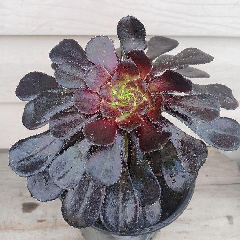 Aeonium Succulent Plants 🪴 $6 Each!