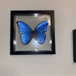 Real Butterflies 