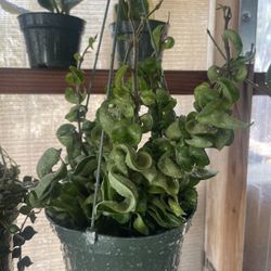 Hoya Hindu Rope Plant