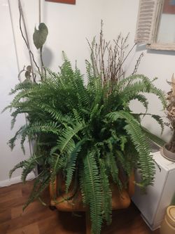 Boston Fern - Very large, healthy and beautiful