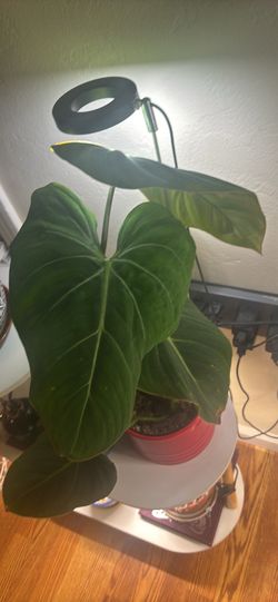 Different plants