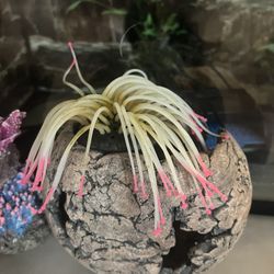 Fish Tank