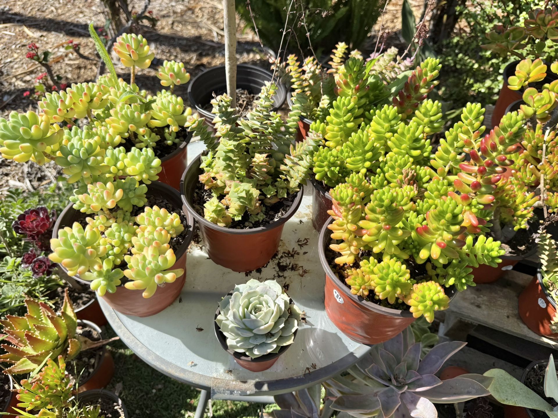Variety Of Succulents Plants