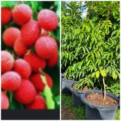Mauritius Lychee Trees