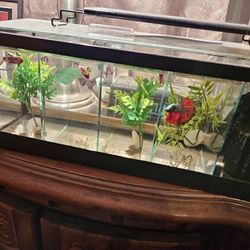 Betta Display  Tank 