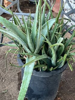 Whoa Countless Plants available for purchase