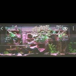 55 Gallon  River System Aquarium