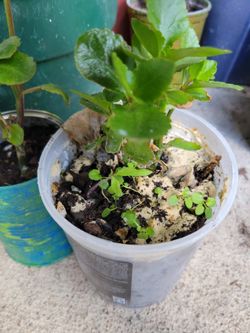 $5 Kalancho Plant & Pansy Seedlings In Recycled/Upcycled Plastic Container 