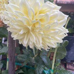Flower Plants Flowers