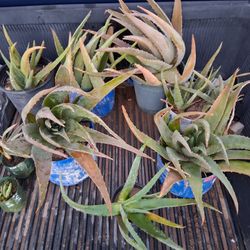 Aloe Vera/Savila $3.00 and up. Empienza en $3.00