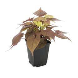 1 Pint Sweet Potato Vine Pack 2