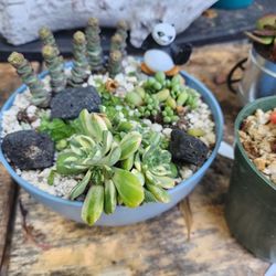 SALE SUNDAY PLANT SALE  IN SAN LORENZO