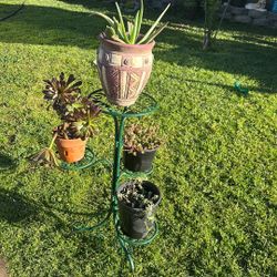 Cactus  Y Suculentas