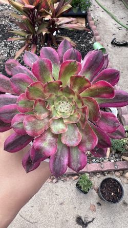 Aeonium succulent