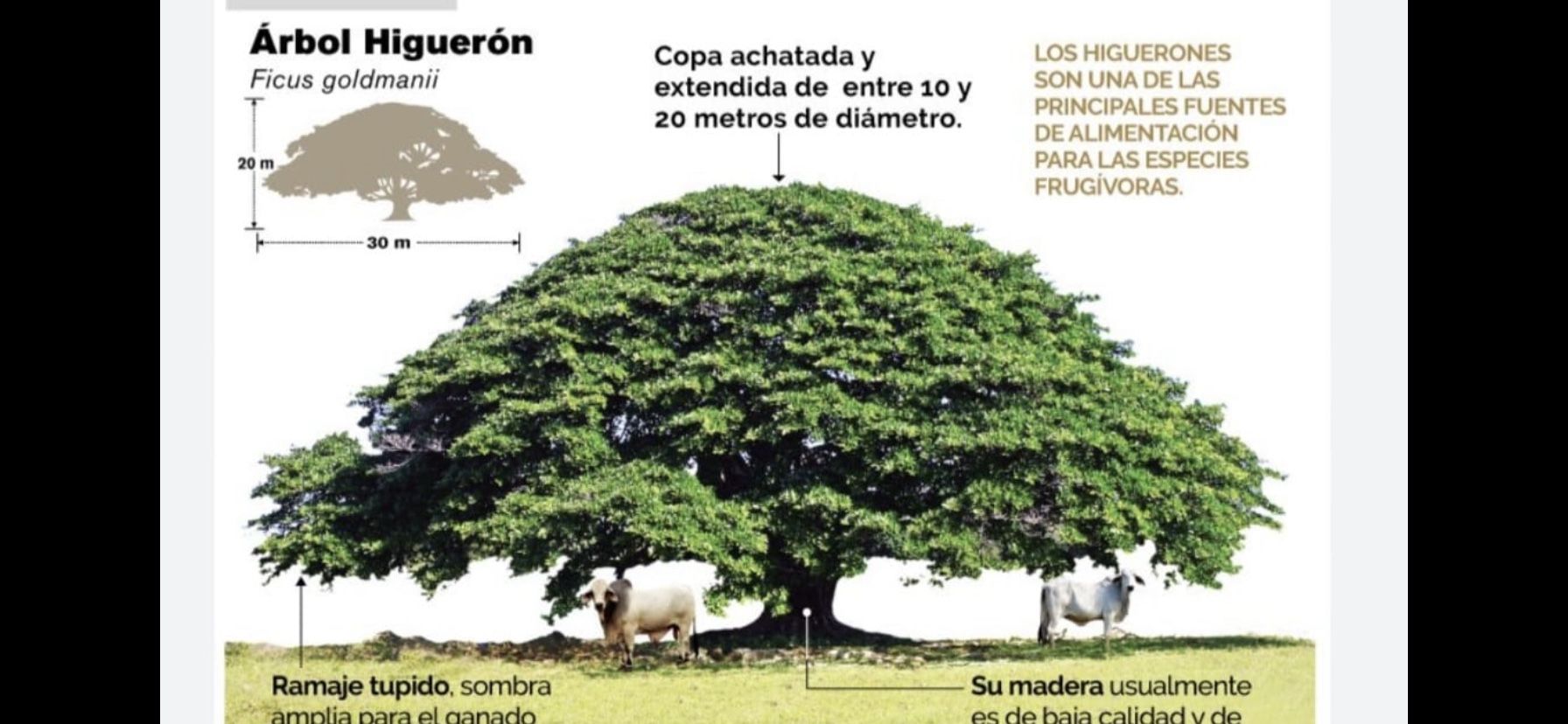 Árbol Higuerón  