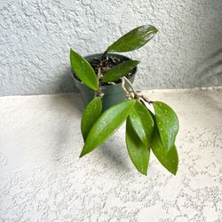 Hoya Pubicalyx  Plant 