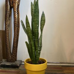 Indoor Mother-in-Law Or Snake Plant