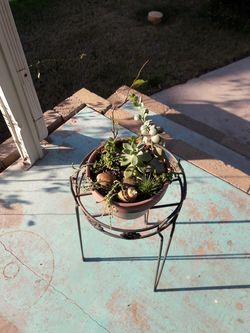 Succulent cactus