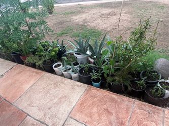 Mixed Plants Collection Agave and More