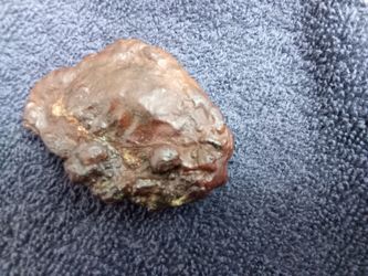 MONSTER TE ' LE GRAM ( beautiful , 120 year old , petrified Ocean ,  Clam