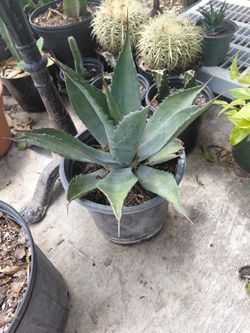 Agave Cactus 