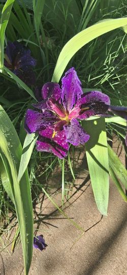Iris Luisiana