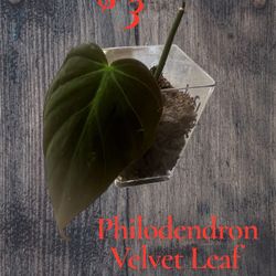Starter Philodendron Micans  