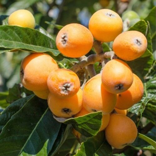 Huge Loquat Tree