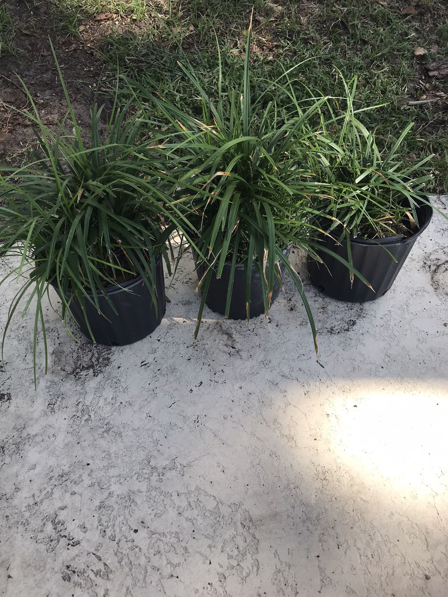 Three Liriope Plants