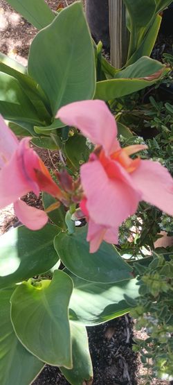 Cannas plant.