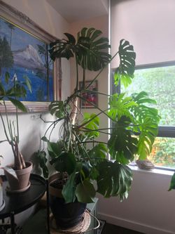 Giant Monstera! 5ft+ tall 4 ft wide, healthy and continually putting out new large leaves.