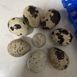 Jumbo Quail Eggs